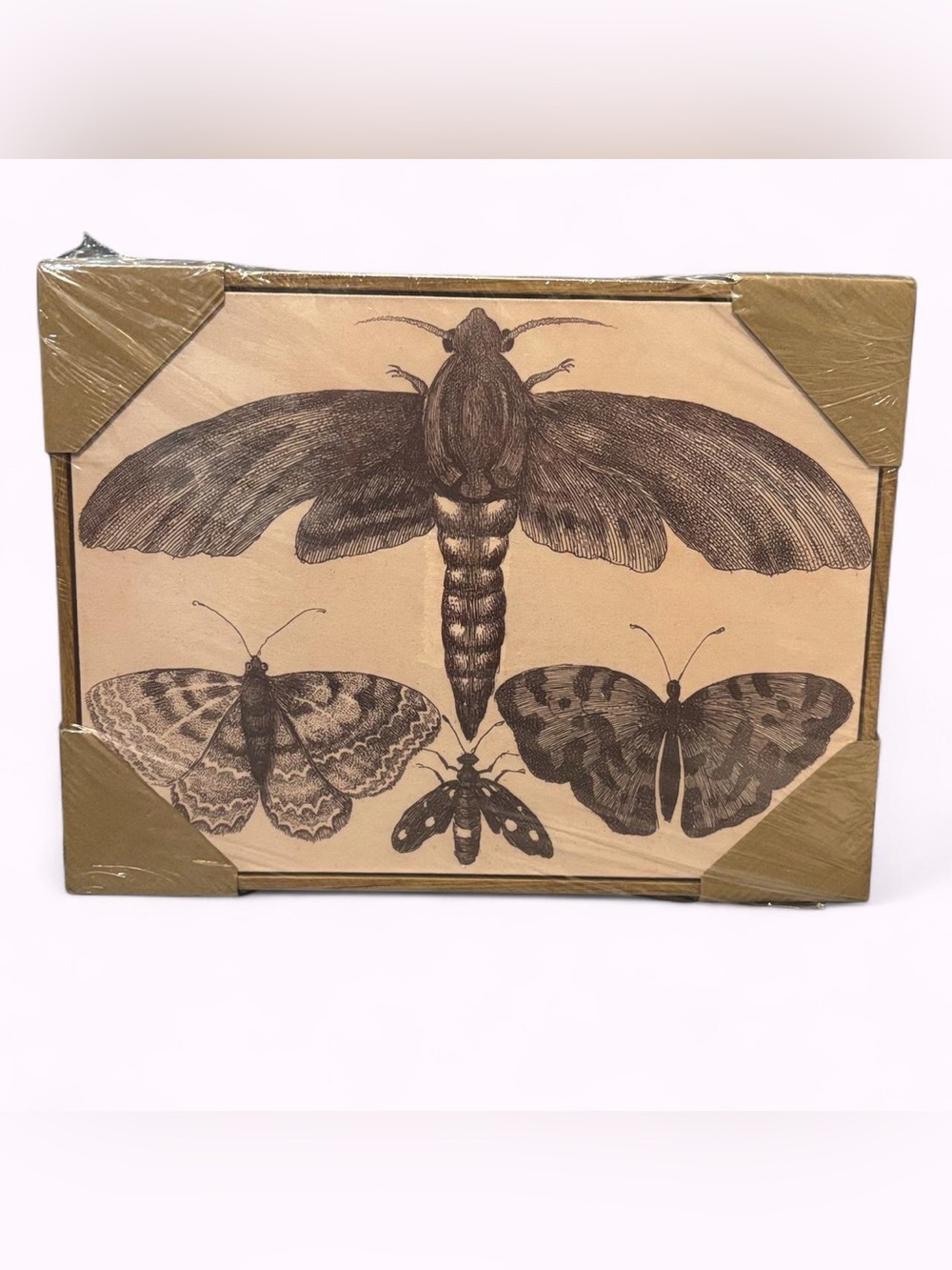Moth and Butterfly Wall Art Print - Unbranded